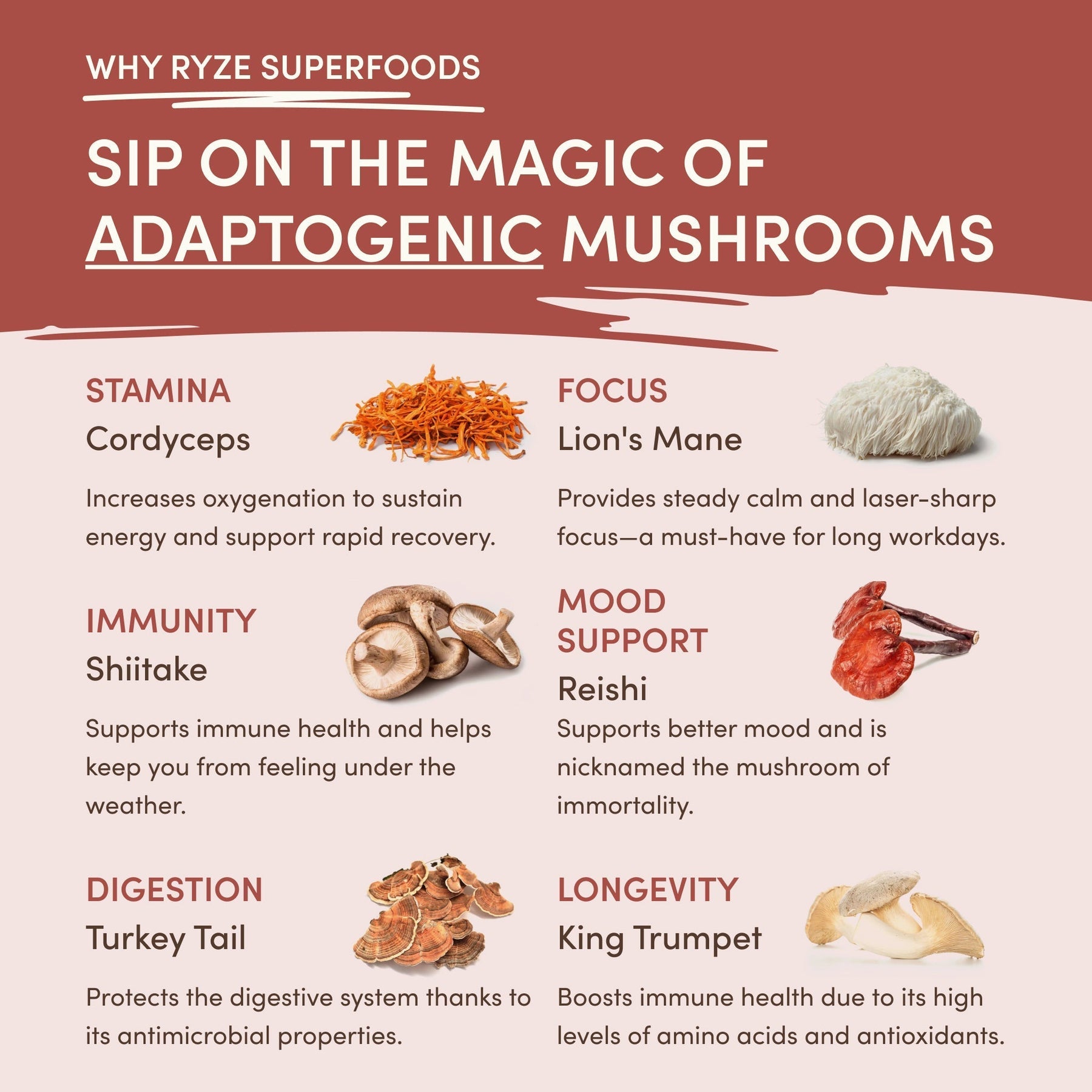 Mushroom Chicory - Fresh Batch 88