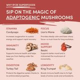 Mushroom Chai - Soft Choice 87